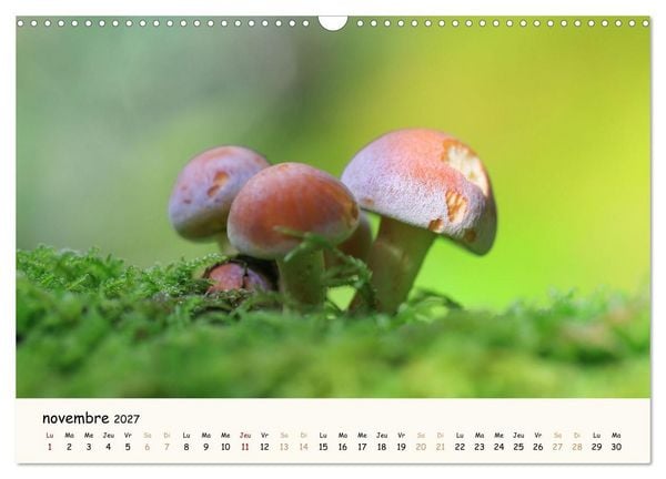 Produktbild: Champignons magiques (Calendrier mural 2027 DIN A3 vertical), CALVENDO calendrier mensuel