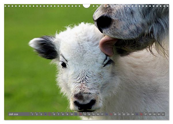 Produktbild: Der Yak (Wandkalender 2026 DIN A3 quer), CALVENDO Monatskalender