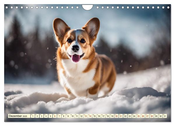 Welsh Corgi Pembroke (Wandkalender 2025 DIN A4 quer), CALVENDO Monatskalender