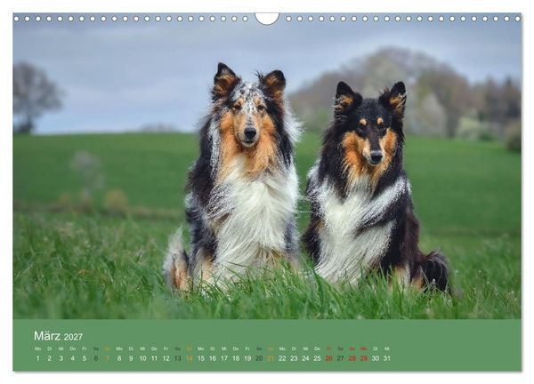 Produktbild: Der Collie der beste Hund der Welt (Wandkalender 2027 DIN A3 quer), CALVENDO Monatskalender