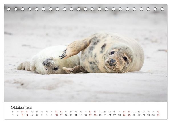 Produktbild: Junge Kegelrobben (Tischkalender 2026 DIN A5 quer), CALVENDO Monatskalender