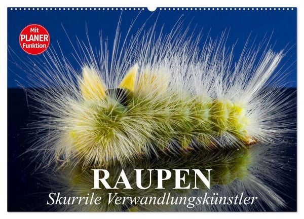 Raupen. Skurrile Verwandlungskünstler (Wandkalender 2026 DIN A2 quer), CALVENDO Monatskalender