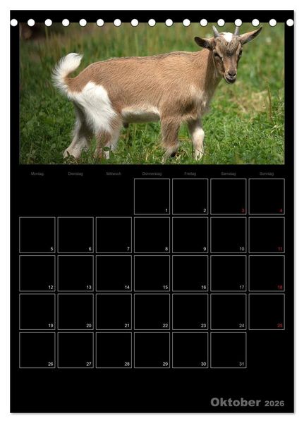Produktbild: Zwergziegen (Tischkalender 2026 DIN A5 hoch), CALVENDO Monatskalender