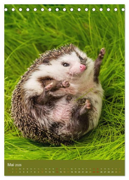 Produktbild: Gilbert der Igel (Tischkalender 2026 DIN A5 hoch), CALVENDO Monatskalender