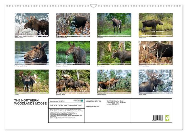 Produktbild: THE NORTHERN WOODLANDS MOOSE (Wall Calendar 2026 DIN A2 landscape), CALVENDO 12 Month Wall Calendar