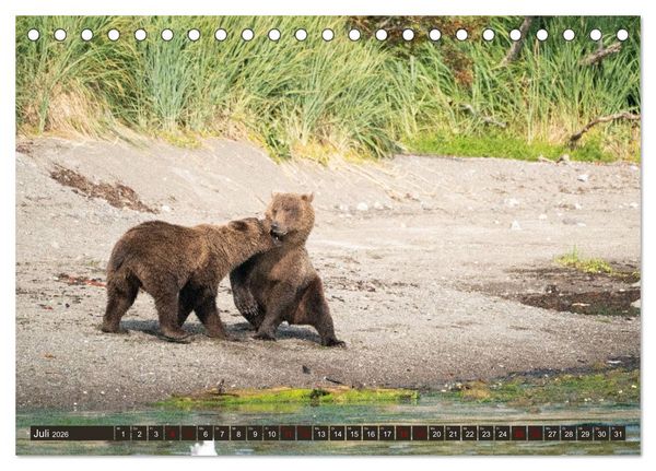 Produktbild: Grizzlyb&auml;ren im Katmai Nationalpark Alaska (Tischkalender 2026 DIN A5 quer), CALVENDO Monatskalender