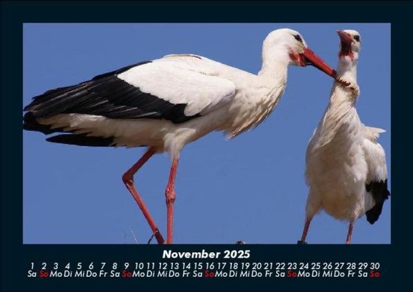 Produktbild: Welt der Tiere 2025 Fotokalender DIN A5
