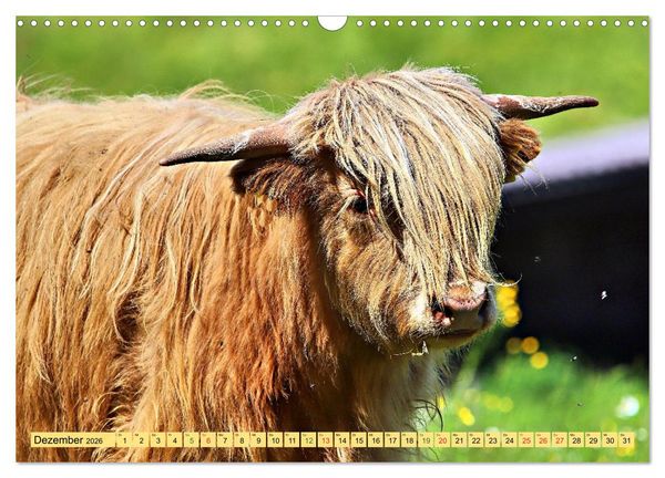Produktbild: Highland Cattle, die Hochlandrinder aus Pfeffingen (Wandkalender 2026 DIN A3 quer), CALVENDO Monatskalender