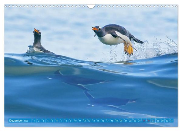 Produktbild: Pinguine: Gehupft wie gesprungen (Wandkalender 2026 DIN A3 quer), CALVENDO Monatskalender