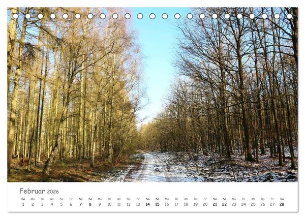 Produktbild: Wald - bezaubernde W&auml;lder (Tischkalender 2026 DIN A5 quer), CALVENDO Monatskalender