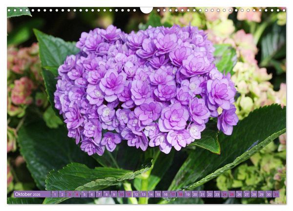 Produktbild: Liebenswerte Bl&uuml;ten (Wandkalender 2026 DIN A3 quer), CALVENDO Monatskalender