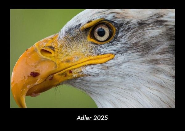 Produktbild: Adler 2025 Fotokalender DIN A3