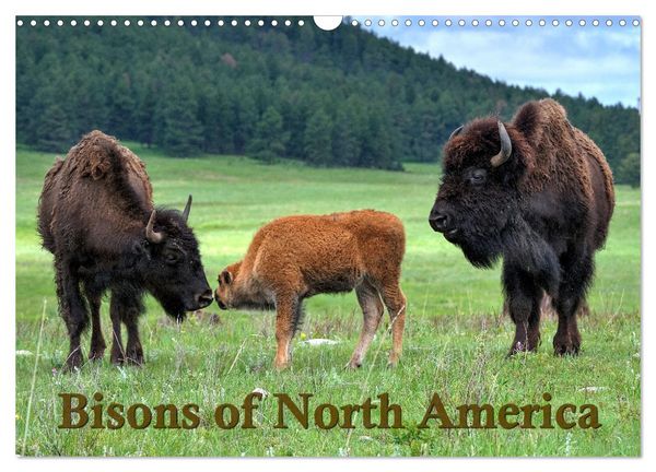 Produktbild: Bisons of North America (Wall Calendar 2026 DIN A3 landscape), CALVENDO 12 Month Wall Calendar