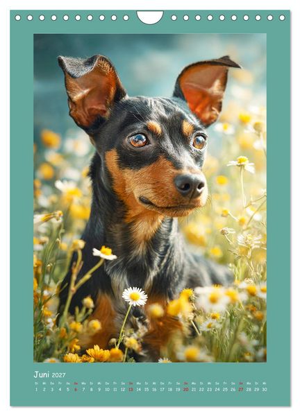 Produktbild: Mini-Pinscher. Kleine Hunde in sch&ouml;nen Momenten (Wandkalender 2027 DIN A4 hoch), CALVENDO Monatskalender