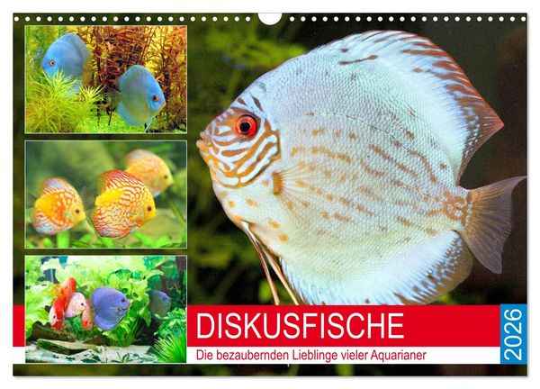 Produktbild: Diskusfische. Die bezaubernden Lieblinge vieler Aquarianer (Wandkalender 2026 DIN A3 quer), CALVENDO Monatskalender