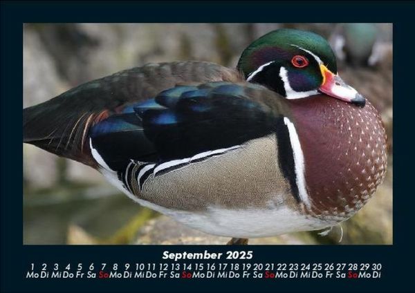 Produktbild: Enten 2025 Fotokalender DIN A5