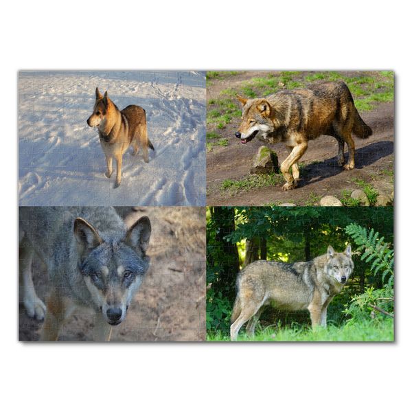 Produktbild: Lais Puzzle Collage Wolf 500 Teile