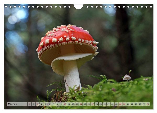 Produktbild: Waldpilz-Impressionen (Wandkalender 2026 DIN A4 quer), CALVENDO Monatskalender