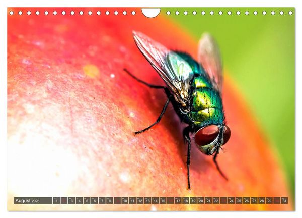 Produktbild: INSEKTEN - Makrofotografie in freier Natur (Wandkalender 2026 DIN A4 quer), CALVENDO Monatskalender