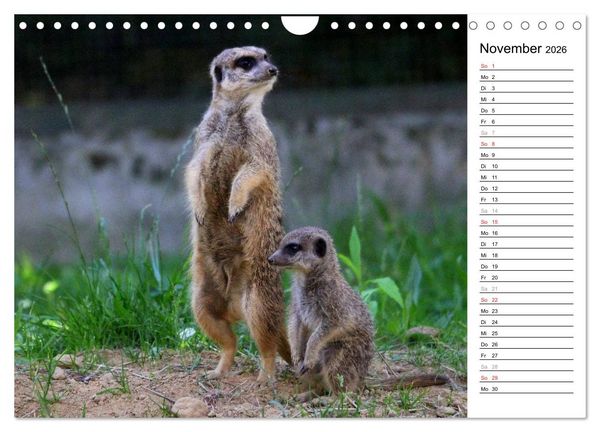 Produktbild: Erdm&auml;nnchen - Die Kobolde im Tierreich (Wandkalender 2026 DIN A4 quer), CALVENDO Monatskalender