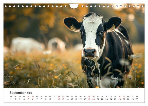Produktbild: Weidengl&uuml;ck: Ein Jahr unter K&uuml;hen (Wandkalender 2026 DIN A4 quer), CALVENDO Monatskalender