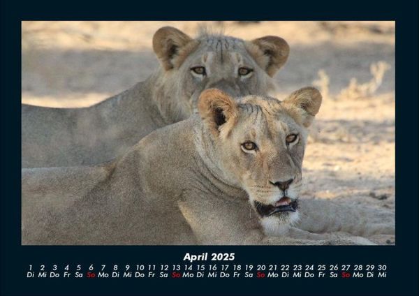Produktbild: L&ouml;wen in der Wildnis 2025 Fotokalender DIN A4