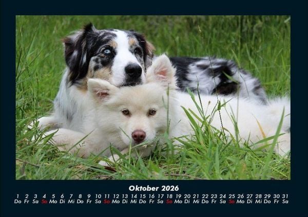 Produktbild: Hunde 2026 Fotokalender DIN A4