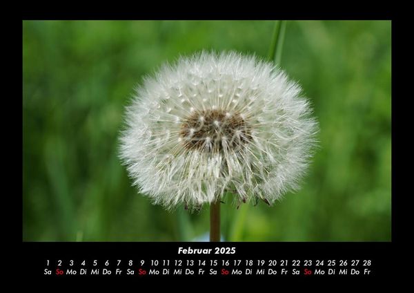 Produktbild: Blumentraum 2025 Fotokalender DIN A3
