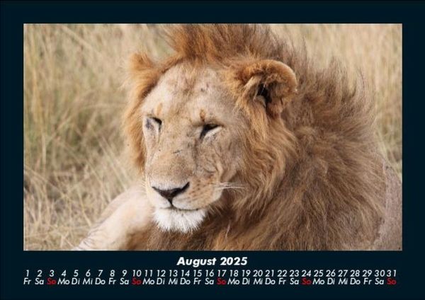 Produktbild: L&ouml;wen in der Wildnis 2025 Fotokalender DIN A5