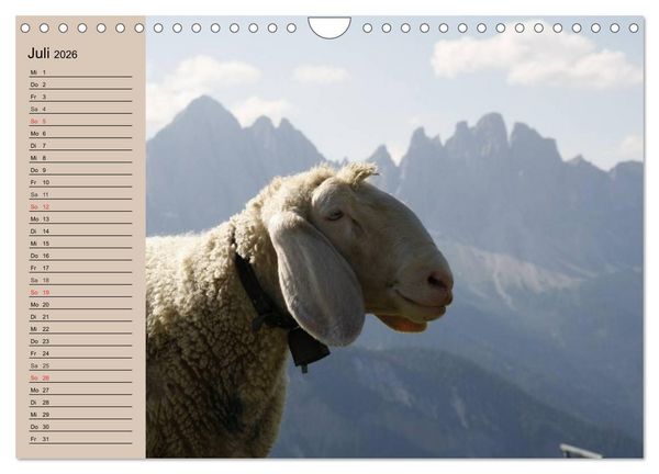 Produktbild: Schafe z&auml;hlen leicht gemacht! (Wandkalender 2026 DIN A4 quer), CALVENDO Monatskalender