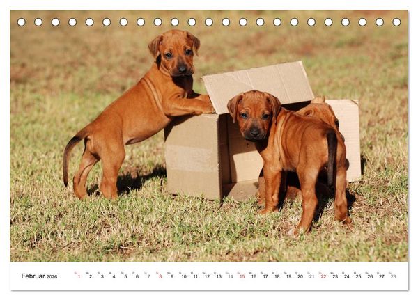 Produktbild: Rhodesian Ridgeback Welpen (Tischkalender 2026 DIN A5 quer), CALVENDO Monatskalender