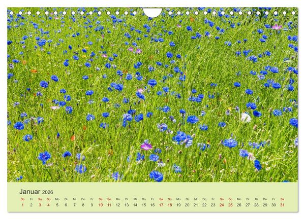 Produktbild: Wilde Blumen - ein Spaziergang durch die Natur (Wandkalender 2026 DIN A4 quer), CALVENDO Monatskalender
