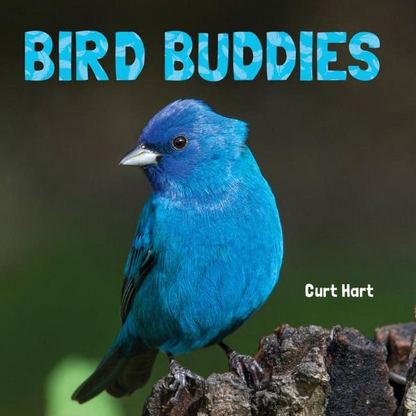 Produktbild: Bird Buddies