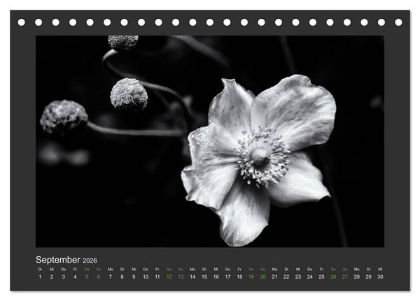 Produktbild: Pflanzen in Schwarz und Wei&szlig; (Tischkalender 2026 DIN A5 quer), CALVENDO Monatskalender