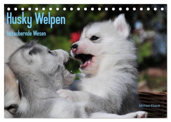 Produktbild: Husky Welpen (Tischkalender 2026 DIN A5 quer), CALVENDO Monatskalender