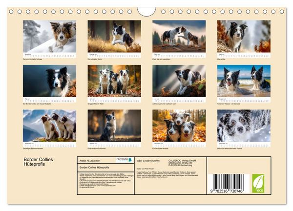 Produktbild: Border Collies H&uuml;teprofis (Wandkalender 2026 DIN A4 quer), CALVENDO Monatskalender