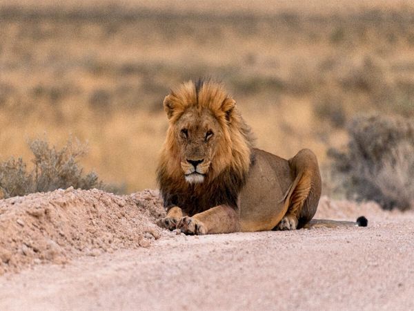 Produktbild: CALVENDO Puzzle Majest&auml;tische L&ouml;we | 1000 Teile Lege-Gr&ouml;&szlig;e 64x48cm Foto-Puzzle f&uuml;r gl&uuml;ckliche Stunden