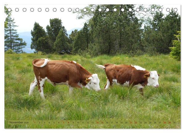 Produktbild: Schwarzwald-K&uuml;he - Die Hinterw&auml;lder (Tischkalender 2026 DIN A5 quer), CALVENDO Monatskalender