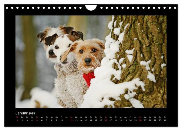 Produktbild: Neues von Elli Pirelli, dem fr&ouml;hlichen Pinscherdackelm&auml;del (Wandkalender 2025 DIN A4 quer), CALVENDO Monatskalender