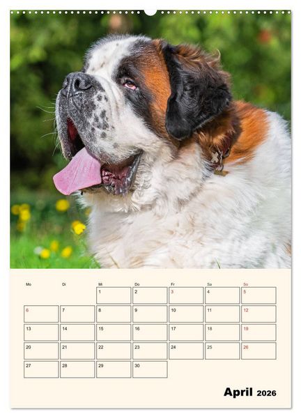 Produktbild: Bernhardiner - Mit dem St. Bernhardshund durch das Jahr (hochwertiger Premium Wandkalender 2026 DIN A2 hoch), Kunstdruck in Hochglanz