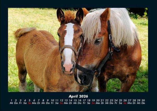 Produktbild: Die Welt der Pferde 2026 Fotokalender DIN A4