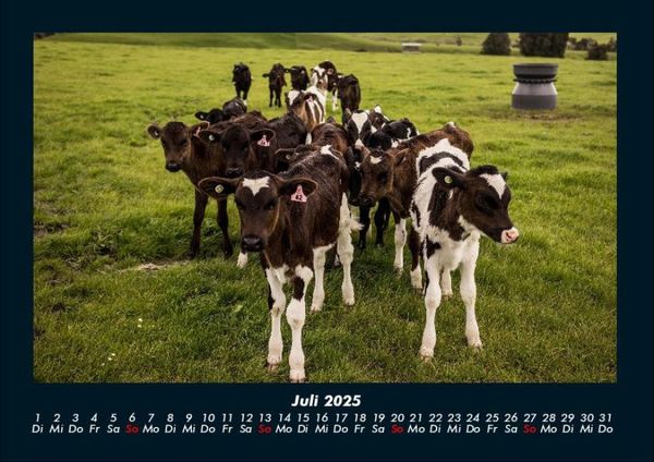 Produktbild: Kuhkalender 2025 Fotokalender DIN A4