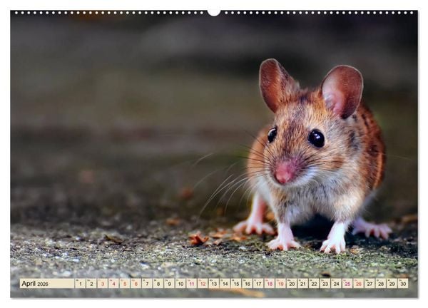 Produktbild: Kleiner Nager - Maus (Wandkalender 2026 DIN A2 quer), CALVENDO Monatskalender