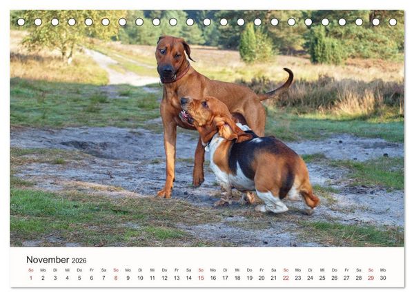 Produktbild: Rhodesian Ridgeback Sch&ouml;nheit aus Afrika (Tischkalender 2026 DIN A5 quer), CALVENDO Monatskalender