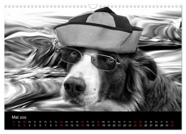 Produktbild: H&uuml;tehunde (Wandkalender 2026 DIN A3 quer), CALVENDO Monatskalender