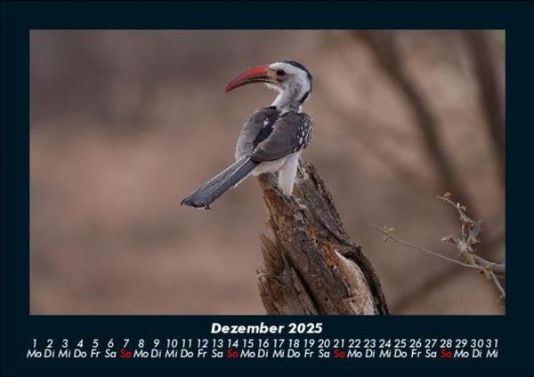 Produktbild: V&ouml;gel 2025 Fotokalender DIN A5