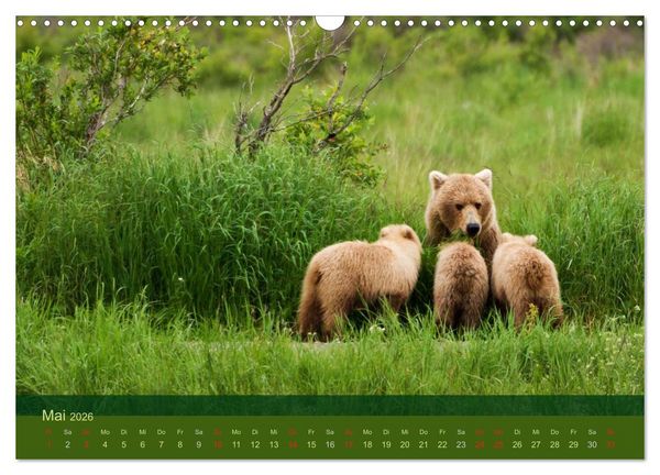 Produktbild: Der B&auml;renkalender 2026 (Wandkalender 2026 DIN A3 quer), CALVENDO Monatskalender