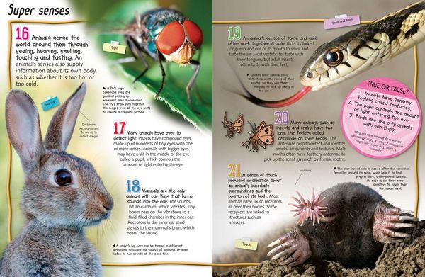 Produktbild: 100 Facts Animal Life