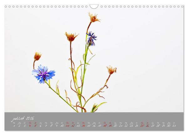 Produktbild: Des fleurs sur le chemin du matin (Calendrier mural 2026 DIN A3 vertical), CALVENDO calendrier mensuel