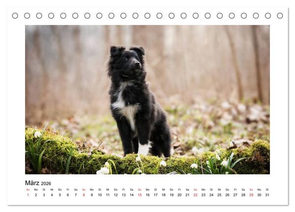 Produktbild: Herzensshelties - Shetland Sheepdogs (Tischkalender 2026 DIN A5 quer), CALVENDO Monatskalender